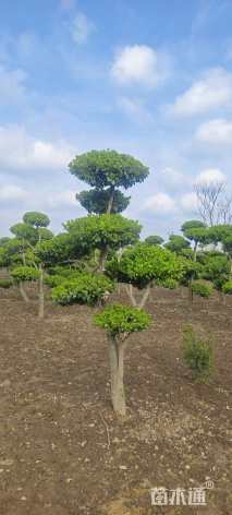 12公分造型卫矛