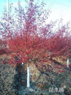 高度300厘米当娜海棠