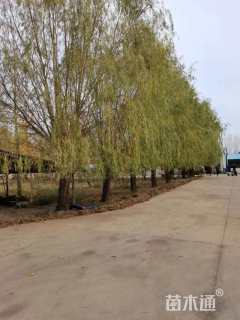 32公分垂柳