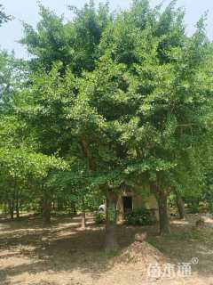 35公分鸭尾银杏