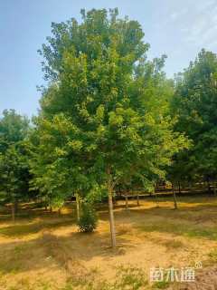 10公分美国红枫