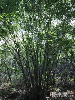 高度600厘米丛生五角枫