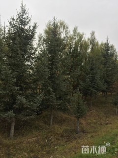 高度500厘米云杉