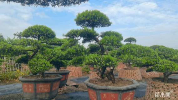 移栽苗造型罗汉松