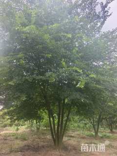 50公分丛生朴树