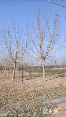 20公分金叶复叶槭