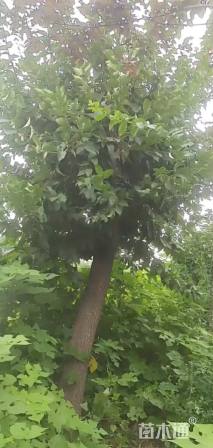 23公分流苏树