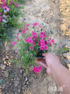 高度12厘米丛生福禄考