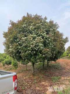 15公分红叶石楠