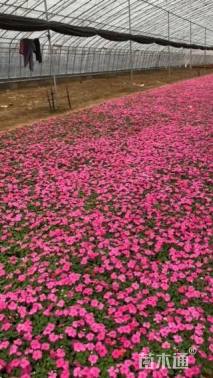 高度1620厘米非洲凤仙