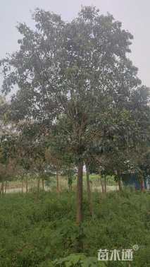 15公分大叶女贞