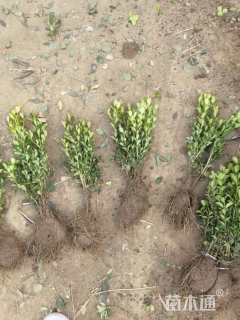 高度30厘米小叶黄杨