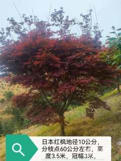 18公分日本红枫