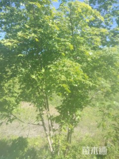 高度4500厘米丛生元宝枫