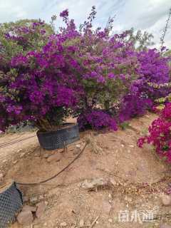 高度200厘米三角梅