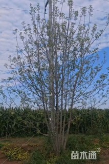 高度700厘米丛生金叶白蜡