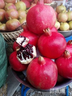 高度1000厘米石榴