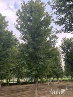 16公分美国红枫