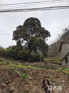 650公分红叶石楠