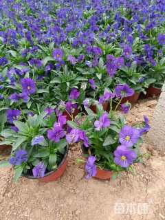 高度15厘米角堇