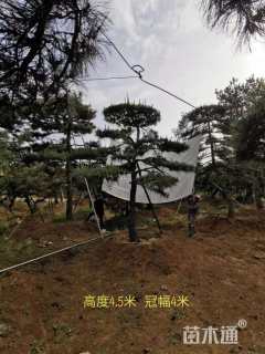 20公分造型油松