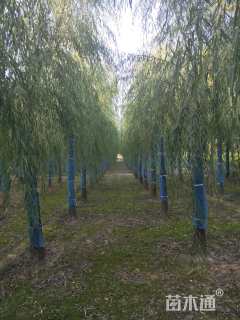 16公分嫁接垂柳