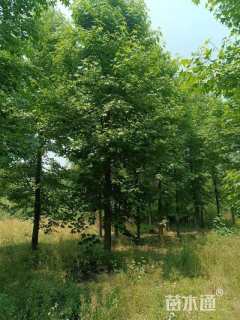 18公分美国红枫