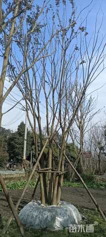 10公分(5杆)丛生朴树