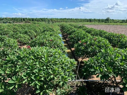 10公分红花鸡蛋花