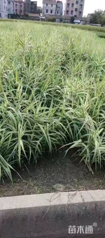 高度50厘米花叶芦竹