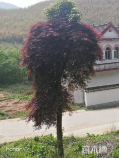 高度700厘米羽毛枫