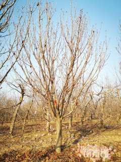 17公分日本晚樱