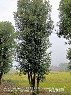 120公分多杆香樟