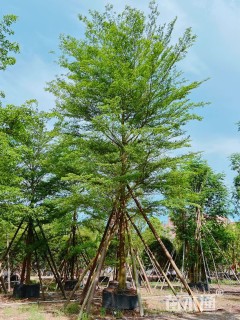 17公分细叶榄仁