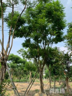 10公分丛生蓝花楹