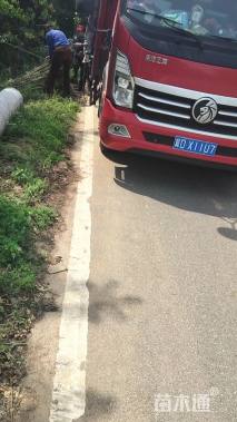 12公分椤木石楠