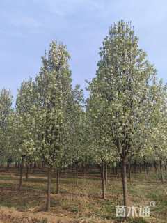 12公分彩叶豆梨