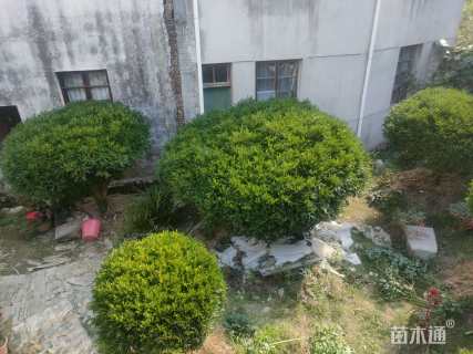 高度200厘米黄杨