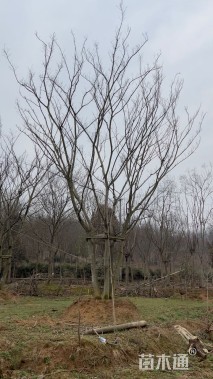 80公分(5杆)丛生朴树