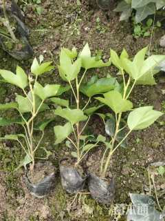 高度40厘米熊掌木小苗