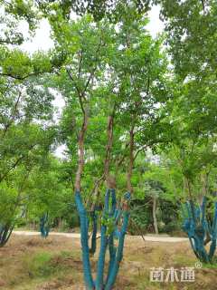 10公分丛生乌桕