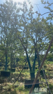 50公分丛生乌桕