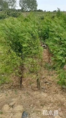 高度120厘米侧柏