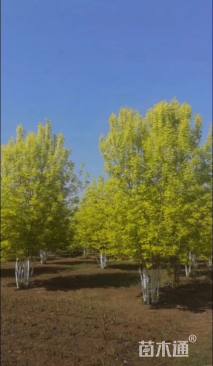 高度500厘米丛生金叶白蜡