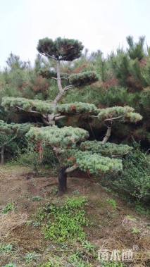 12公分造型五针松