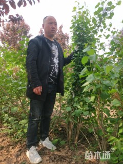 高度1700厘米丁香