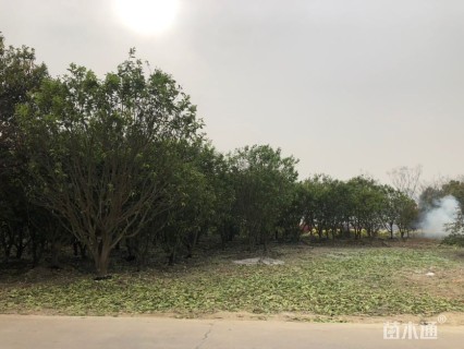 高度400厘米丛生胡柚