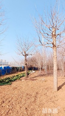 15公分金叶银杏