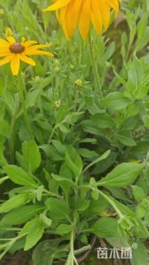 高度30厘米黑心菊