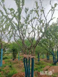40公分(5杆)丛生朴树